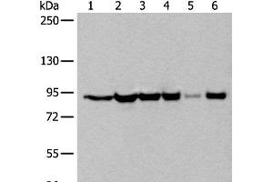 Western blot analysis of 293T cell lysates using XAB2 Polyclonal Antibody at dilution of 1:250 (XAB2 antibody)