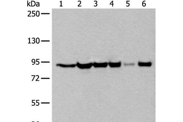 XAB2 antibody