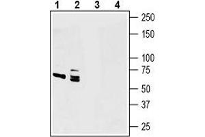Western blot analysis of human U-87 MG glioblastoma cell line lysates (lanes 1 and 3) and human PANC-1 pancreas ductal adenocarcinoma cell line lysates (lanes 2 and 4): - 1, 2. (Netrin 1 antibody  (Secreted))