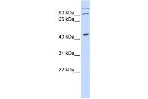 Western Blotting (WB) image for anti-Zinc Finger Protein, X-Linked (ZFX) antibody (ABIN2458029) (ZFX antibody)