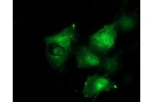 Anti-BCAR1 mouse monoclonal antibody (ABIN2454370) immunofluorescent staining of COS7 cells transiently transfected by pCMV6-ENTRY BCAR1 (RC209133). (BCAR1 antibody)