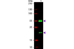 WB - Human IgG (H&L) Antibody 800 Conjugated Western Blot of Goat anti-Human IgG 800 Conjugated Secondary Antibody. (Goat anti-Human IgG (Heavy & Light Chain) Antibody (DyLight 800) - Preadsorbed)