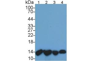 Mouse Capture antibody from the kit in WB with Positive Control: Lane1: Human Urine; Lane2: Human Leukocyte lysate; Lane3: Human A431 cell lysate; Lane4: Human Raji cell lysate. (beta-2 Microglobulin ELISA Kit)