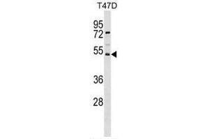SVOPL Antibody (Center) western blot analysis in T47D cell line lysates (35 µg/lane). (SVOPL antibody  (Middle Region))