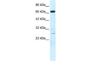 WB Suggested Anti-CRSP6 Antibody Titration:  0.