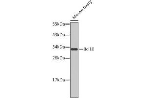 Western blot analysis of extracts of mouse ovary, using Bcl10 antibody (ABIN1678837 and ABIN5663604). (BCL10 antibody)