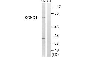 Western blot analysis of extracts from 3T3 cells, using KCND1antibody. (KCND1 antibody  (C-Term))