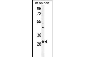 USF1 Antibody (Center) (ABIN655030 and ABIN2844661) western blot analysis in mouse spleen tissue lysates (35 μg/lane). (USF1 antibody  (AA 174-201))