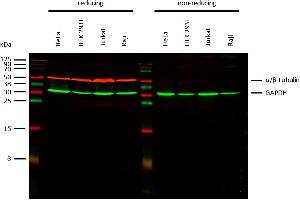 Anti-alpha/beta-Tubulin dimer Purified (TU-10) works in WB application under reducing conditions. (Alpha, beta-Tubulin Dimer antibody)