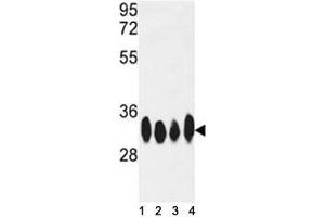 Western Blotting (WB) image for anti-ELAV (Embryonic Lethal, Abnormal Vision, Drosophila)-Like 1 (Hu Antigen R) (ELAVL1) antibody (ABIN3028633)