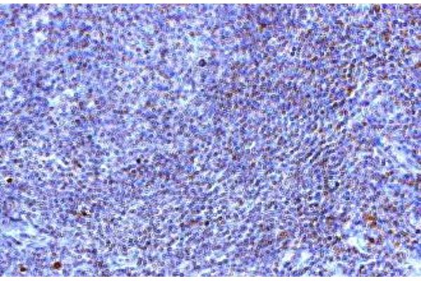 TLR10 antibody  (AA 81-111)