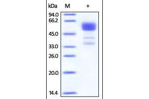SDS-PAGE (SDS) image for Tumor Necrosis Factor Receptor Superfamily, Member 9 (TNFRSF9) (AA 24-186) (Active) protein (Fc Tag) (ABIN2180547)