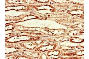 Immunohistochemistry of paraffin-embedded human kidney tissue using ABIN7156219 at dilution of 1:100 (MCL-1 antibody  (AA 19-244))