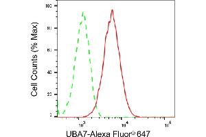 anti-Ubiquitin-Like Modifier Activating Enzyme 7 (UBA7) antibody