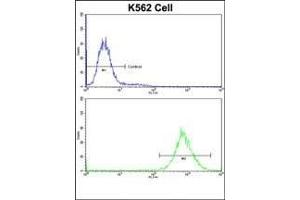 Flow cytometric analysis of K562 cells using P4HB Antibody (C-term)(bottom histogram) compared to a negative control cell (top histogram)FITC-conjugated goat-anti-rabbit secondary antibodies were used for the analysis. (P4HB antibody  (C-Term))