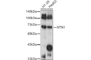 Western blot analysis of extracts of various cell lines, using NTN1 antibody (ABIN7268852) at 1:1000 dilution. (Netrin 1 antibody  (AA 500-600))