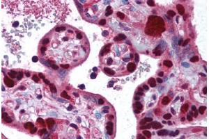 Human Placenta (formalin-fixed, paraffin-embedded) stained with DNMT1 antibody ABIN290479 at 2. (DNMT1 antibody  (AA 177-550))