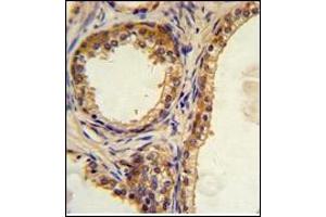 Image no. 2 for anti-CAMP Responsive Element Binding Protein 3-Like 1 (CREB3L1) (AA 488-517), (C-Term) antibody (ABIN452874) (CREB3L1 antibody  (C-Term))