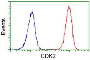 Image no. 2 for anti-Cyclin-Dependent Kinase 2 (CDK2) antibody (ABIN1497394) (CDK2 antibody)