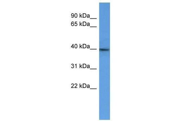 B3GAT2 antibody  (C-Term)