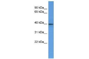 B3gat2 antibody used at 0. (B3GAT2 antibody  (C-Term))