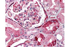 Anti-PPAR Alpha antibody IHC of human kidney. (PPARA antibody  (AA 22-36))