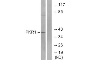 Western blot analysis of extracts from COLO cells, using PKR1 antibody. (Prokineticin Receptor 1 antibody  (N-Term))