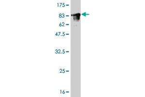 Western Blotting (WB) image for anti-FYN Oncogene Related To SRC, FGR, YES (FYN) (AA 1-482) antibody (ABIN560965)