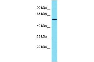 Host: Rabbit  Target Name: Rbbp4  Sample Tissue: Mouse Testis lysates  Antibody Dilution: 1. (Retinoblastoma Binding Protein 4 antibody  (C-Term))