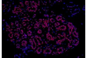 Immunofluorescence (IF) image for anti-Fused in Sarcoma (FUS) (AA 1-50) antibody (ABIN7454040) (Recombinant FUS antibody  (AA 1-50))