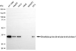 Western blotting analysis using dimethylarginine dimethylaminohydrolase 1 antibody (ABIN7798342). (Recombinant DDAH1 antibody)