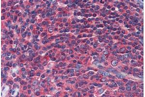 Human Tonsil (formalin-fixed, paraffin-embedded) stained with NPY1R antibody ABIN462232 followed by biotinylated goat anti-rabbit IgG secondary antibody ABIN481713, alkaline phosphatase-streptavidin and chromogen. (NPY1R antibody  (AA 180-229))