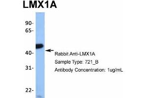 Host: Rabbit  Target Name: TRIM10  Sample Tissue: 721_B  Antibody Dilution: 1. (LMX1A antibody  (Middle Region))