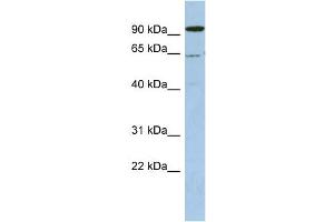 WB Suggested Anti-DDX52 Antibody Titration:  0. (DDX52 antibody  (N-Term))