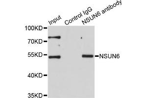 Immunoprecipitation analysis of 200ug extracts of HeLa cells using 1ug NSUN6 antibody. (NSUN6 antibody)