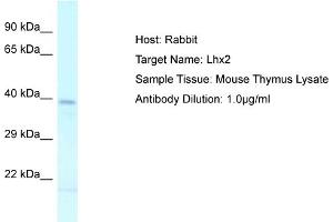 Host: Rabbit Target Name: LHX2 Sample Tissue: Mouse Thymus Antibody Dilution: 1ug/ml (LHX2 antibody  (C-Term))