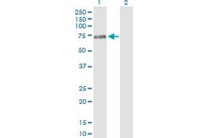 Western Blot analysis of PTPN5 expression in transfected 293T cell line by PTPN5 MaxPab polyclonal antibody. (PTPN5 antibody  (AA 1-565))