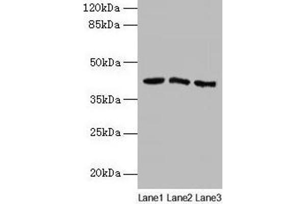 ANGPTL7 anticorps  (AA 27-296)