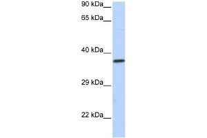 WB Suggested Anti-SCML1 Antibody Titration:  0.