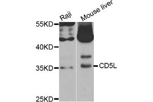 Western blot analysis of extracts of various cell lines, using CD5L antibody (ABIN5973664) at 1/1000 dilution. (CD5L antibody)