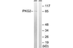 Western blot analysis of extracts from 293 cells, treated with anisomycin 25ug/ml 30', using PKG2 (Ab-126) Antibody.