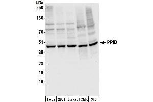Western Blotting (WB) image for anti-Peptidylprolyl Isomerase D (PPID) (AA 175-225) antibody (ABIN7450589)