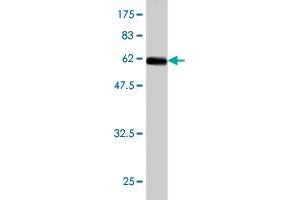 Western Blot detection against Immunogen (61. (NR2E3 antibody  (AA 1-322))