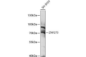 Western blot analysis of extracts of SH-SY5Y cells, using ZNF273 antibody (ABIN7271473) at 1:1000 dilution. (ZNF273 antibody  (AA 210-260))