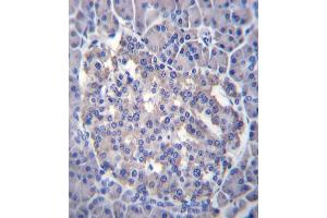 Sestrin-3 Antibody (Center ) (ABIN656403 and ABIN2845697) immunohistochemistry analysis in formalin fixed and paraffin embedded human pancreas tissue followed by peroxidase conjugation of the secondary antibody and DAB staining. (SESN3 antibody  (AA 320-347))