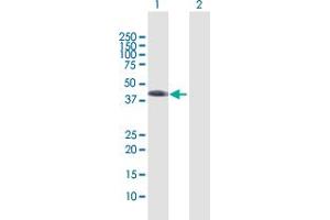 Western Blot analysis of WNT5B expression in transfected 293T cell line by WNT5B MaxPab polyclonal antibody. (WNT5B antibody  (AA 1-359))