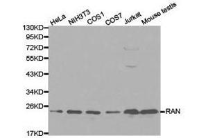 Western Blotting (WB) image for anti-RAN, Member RAS Oncogene Family (RAN) antibody (ABIN1874543) (RAN antibody)