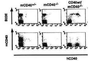 Flow Cytometry (FACS) image for anti-CD40 (CD40) (Extracellular Domain) antibody (FITC) (ABIN2451935) (CD40 antibody  (Extracellular Domain) (FITC))