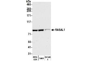 anti-RAS Protein Activator Like 1 (GAP1 Like) (RASAL1) (AA 754-804) antibody