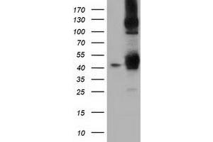 Image no. 5 for anti-DnaJ (Hsp40) Homolog, Subfamily A, Member 2 (DNAJA2) antibody (ABIN1497860) (DNAJA2 antibody)